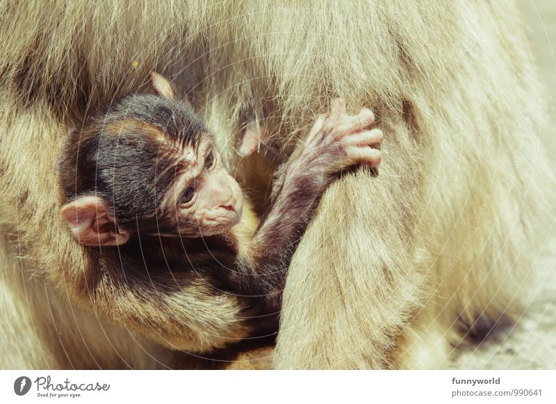 Tragling Affen Berberaffen Äffchen beobachten berühren tragen festhalten Ohr schön niedlich Geborgenheit Tierschutz stillen Baby hilflos kümmern Sicherheit
