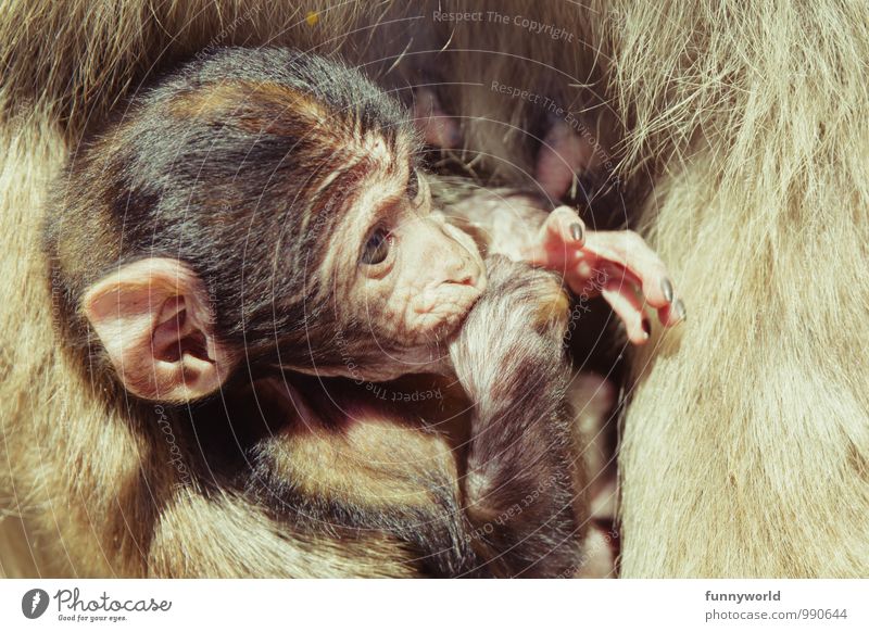 Daumenlutscher Affen Berberaffen festhalten Zitze Fell Schutz Sicherheit Baby stillen Tierschutz Geborgenheit niedlich tragen berühren beobachten Äffchen