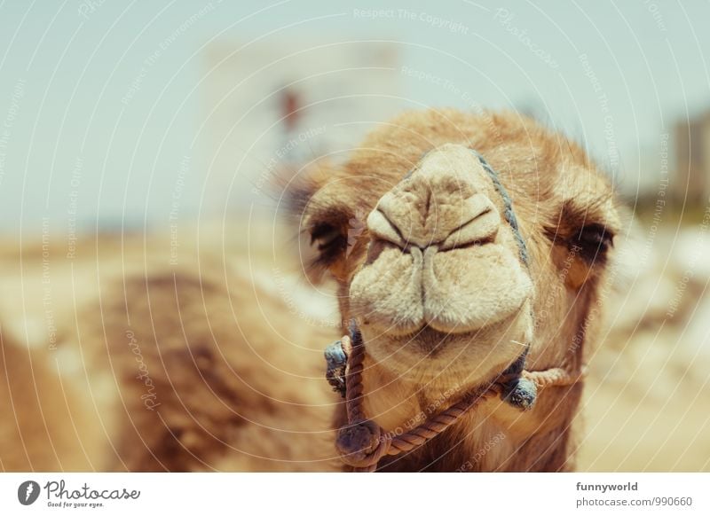 Naaaaaaaaaaa.... Tier Haustier Nutztier Tiergesicht Kamel Kamelkopf beobachten Wüste heiß Zaumzeug Nase Auge geduldig lachen Verschmitzt bescheiden schön