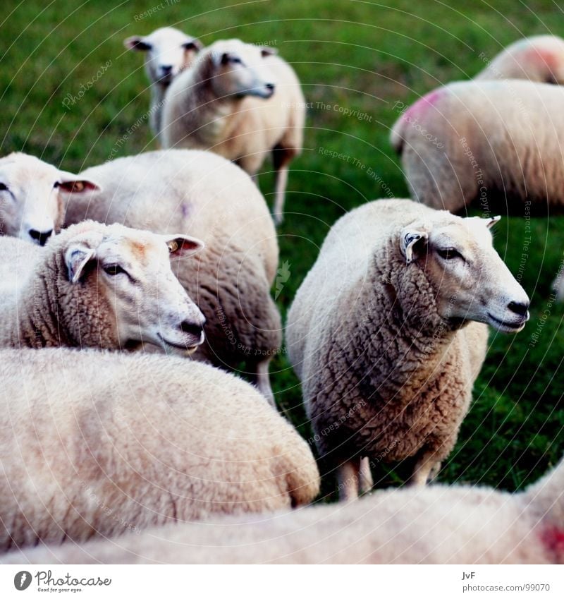 viele Schafe Wiese grün Gras Tier Wolle Säugetier Weide schlachtvieh schlattier tierherde