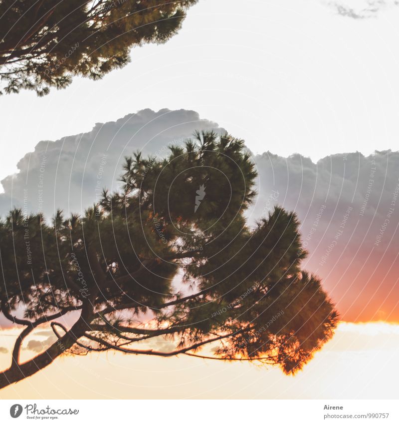 vorübergehend Natur Pflanze Luft Wolken Sonnenaufgang Sonnenuntergang Baum Nadelbaum Pinie außergewöhnlich bedrohlich wild grau orange rosa rot Morgendämmerung