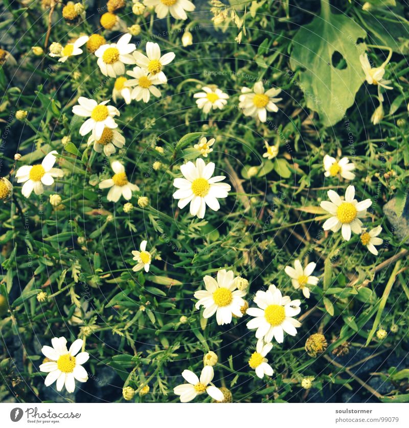 Gänseblümchen - was sonst? Blume Wiese Blüte gelb weiß grün Pubertät Gras Mitte Erholung schön Zerreißen Makroaufnahme Nahaufnahme Pflanze Natur Spaziergang