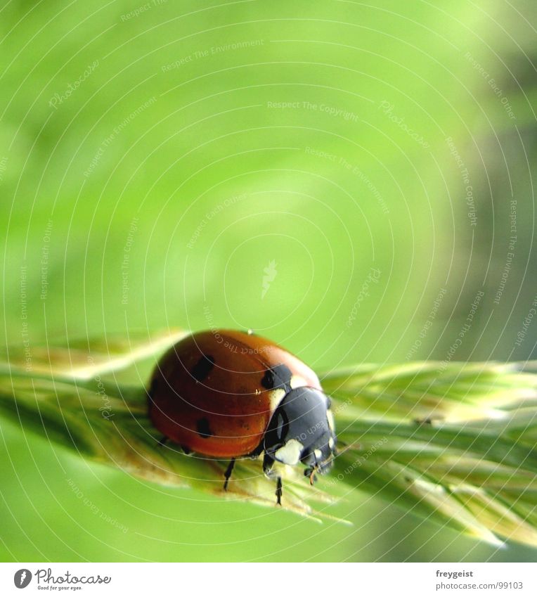 A Bug's Life Marienkäfer Schiffsbug Insekt Tier Wiese Gras Detailaufnahme Käfer Makroaufnahme Getreide insect animal
