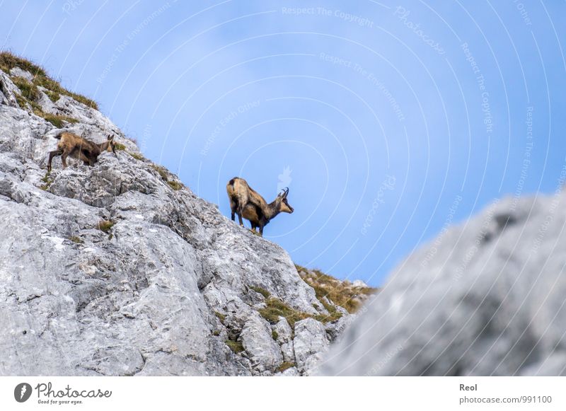 Gämse Klettern Berge u. Gebirge wandern entdecken beobachten Natur Erde Wolken Schönes Wetter Gras Alpen Zugspitze Felsen Gemse 2 Tier Tiergruppe Herde
