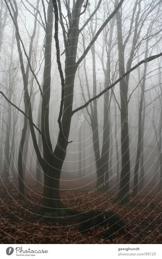 Märchenwald Nebel Baum Wald Hexentanzplatz weiß grau Dezember Raureif kalt Winter Harz neblich nebelich düsig Bruchstück