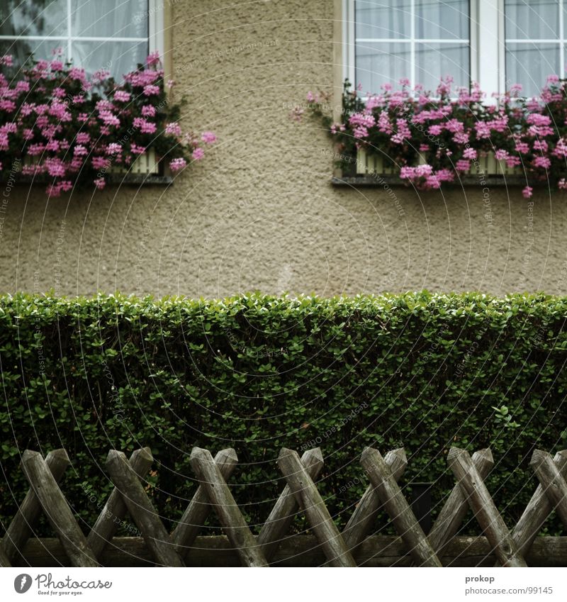 Kleinbürgertum - I Vorgarten Zaun Hecke Fenster Blume gepflegt beschnitten konservativ Tradition Gardine Vorstadt Sauberkeit aufräumen Holz Geometrie Fassade