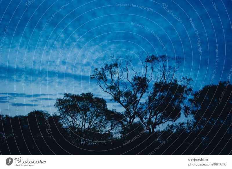 Blue night, Blaue Nacht, Bäume und blaue Wolken Queensland / Australia exotisch Freude Meditation Freiheit Natur Himmel Nachthimmel Sommer Schönes Wetter Baum