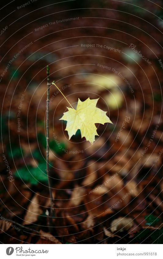 ein letztes Natur Herbst Blatt Ahornblatt Ahornzweig Wald Waldboden hängen einfach braun gelb Einsamkeit einzigartig Wandel & Veränderung welk einzeln Farbfoto