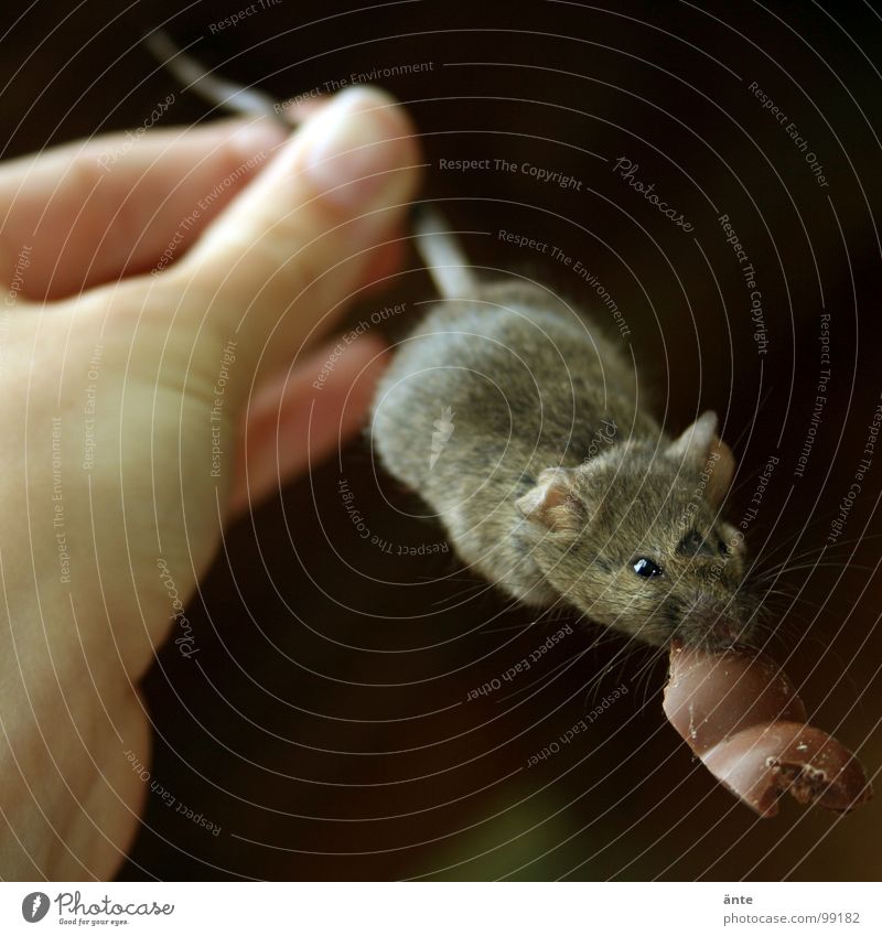 erwischt Froschperspektive Tierporträt Süßwaren Schokolade Hand Maus festhalten Jagd süß Tod Schwanz Hausmaus Schade hartnäckig Säugetier Hinterhalt mäuschen