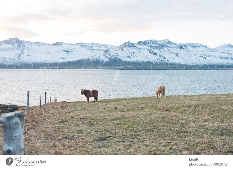 Insel Natur Landschaft Tier Urelemente Wasser Winter Schnee Küste Fjord Nordsee Wiese Berge u. Gebirge Feld Pferd 2 außergewöhnlich Coolness blau grün weiß