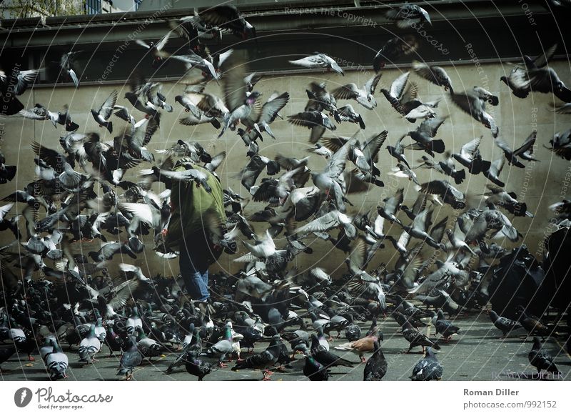 Taubenmann Mensch maskulin Männlicher Senior Mann 1 60 und älter Paris Frankreich Hauptstadt Stadtzentrum Tier Vogel Tiergruppe Schwarm fliegen füttern gehen