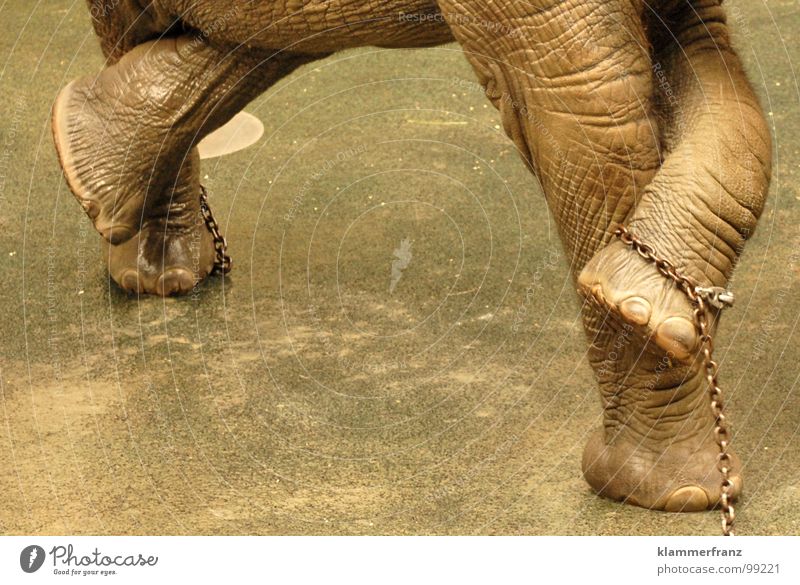 Verdammt, BESETZT! Elefant müssen dringend Tiergarten grau Wäsche angekettet Reinigen zurückhalten urinieren Schloss Schönbrunn Wien Zoo notleidend Stuhlgang