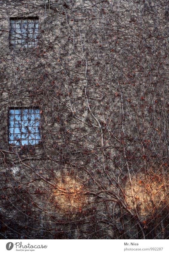 UT Köln | wucherei Umwelt Herbst Winter Pflanze Sträucher Efeu Blatt Haus Gebäude Architektur Mauer Wand Fassade Fenster trist Jahreszeiten Wachstum Geäst