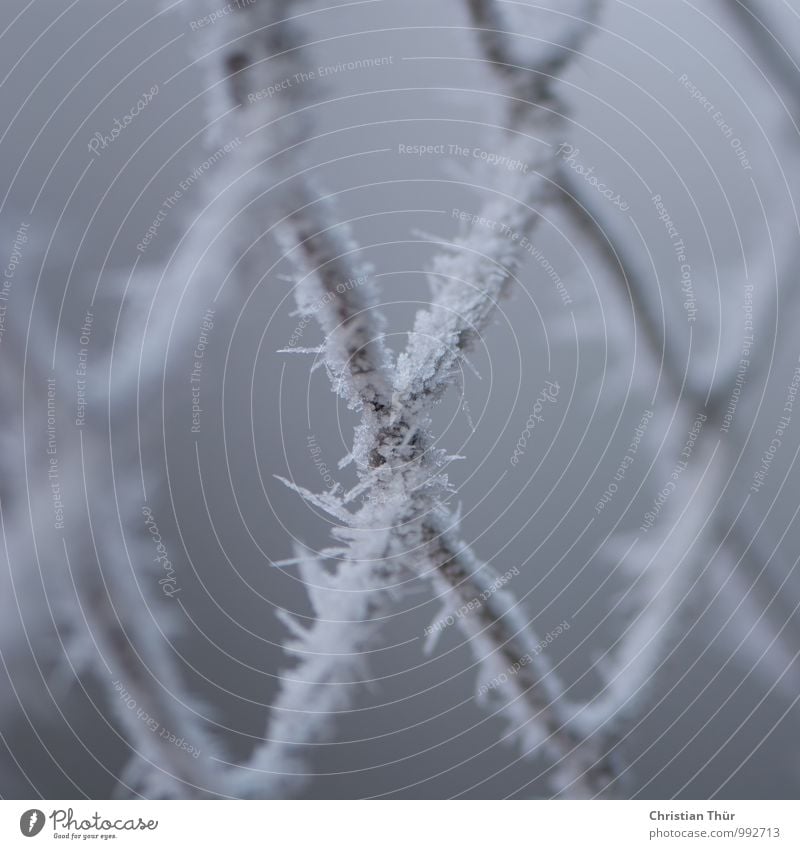 Frostig Umwelt Winter schlechtes Wetter Eis Hagel Schnee Schneefall Zaun Maschendrahtzaun Netz Netzwerk Erholung ästhetisch Coolness grau weiß Idylle