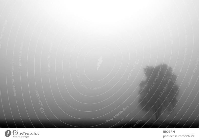 einfach weitermachen Baum Nebel trist schwarz weiß Einsamkeit Horizont trüb weich Schleier Nebelschleier Morgen Morgennebel Trauer Verzweiflung Schwarzweißfoto