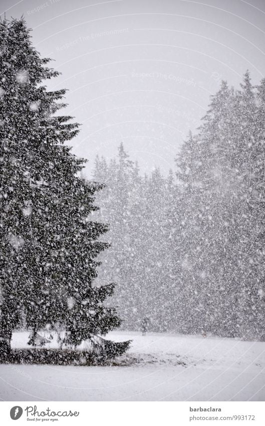 Schneetreiben, Mensch mit Schirm, ein Hund 1 Landschaft Himmel Winter Schneefall Baum Tanne Wald Schwarzwald Regenschirm Tier Stimmung Bewegung Klima Natur