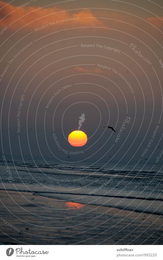 Belgische Himmelsscheibe Natur Landschaft Wasser Wolken Sonnenaufgang Sonnenuntergang Klima Klimawandel Schönes Wetter Wellen Küste Strand Meer Tier Vogel 1
