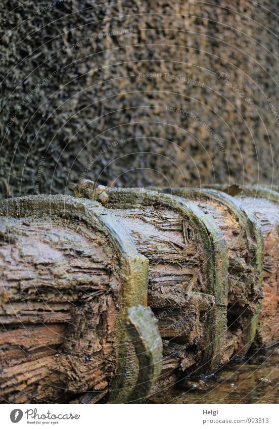 Feuchtigkeit | Gradierwerk Gesundheit ruhig Kur Baumstamm Schwarzdorn Park atmen Erholung liegen außergewöhnlich dunkel frisch kalt nass braun bizarr