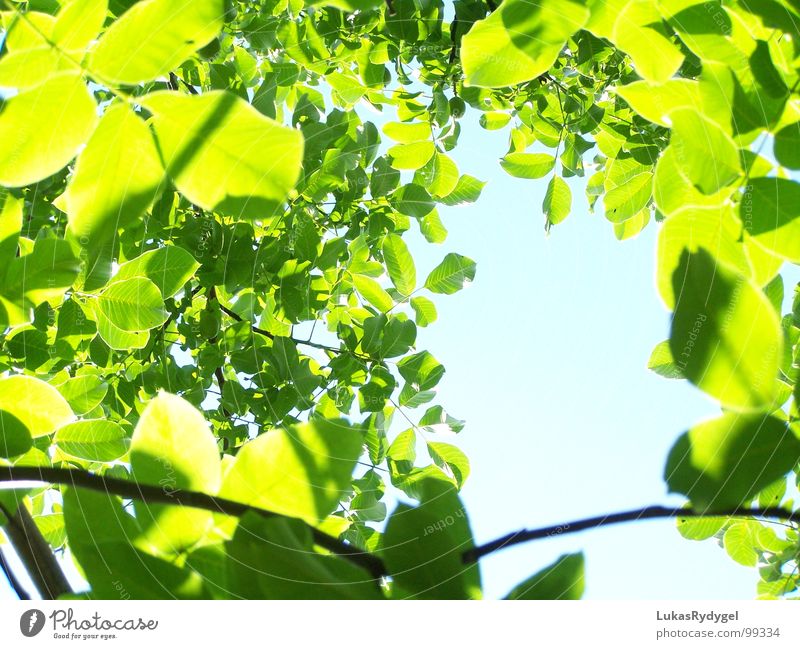 Blätterteig Blatt Himmel grün Baum Pflanze durcheinander ruhig Licht grell Sommer Leaves Sky blau Schatten Natur hell