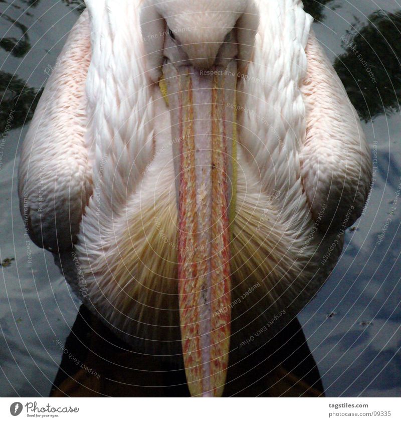 Scheiß ..#*@/&'#.. Touristen! Pelikan 2 Hälfte Mittellinie unfreundlich Stimmung rosa Schnabel genervt weiß trist Langeweile Vogel Wasser Teilung tagstiles