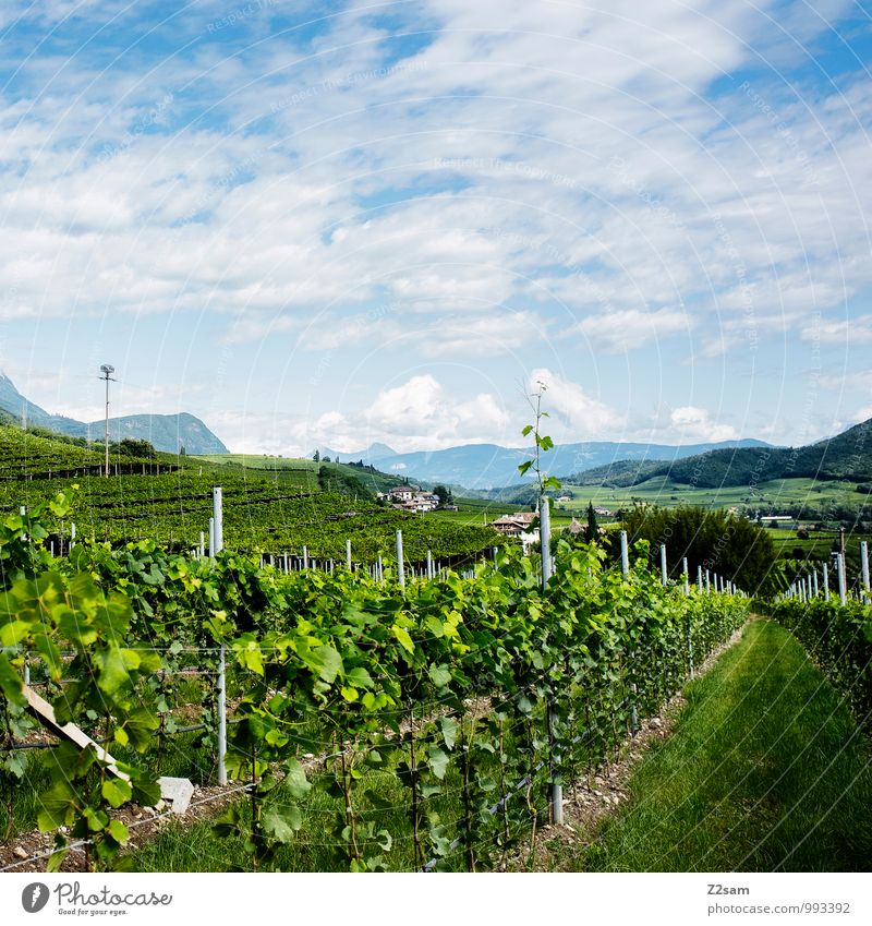 Kaltern Wein Umwelt Natur Landschaft Himmel Wolken Sommer Schönes Wetter Pflanze Sträucher Alpen Berge u. Gebirge Gesundheit nachhaltig natürlich blau grün
