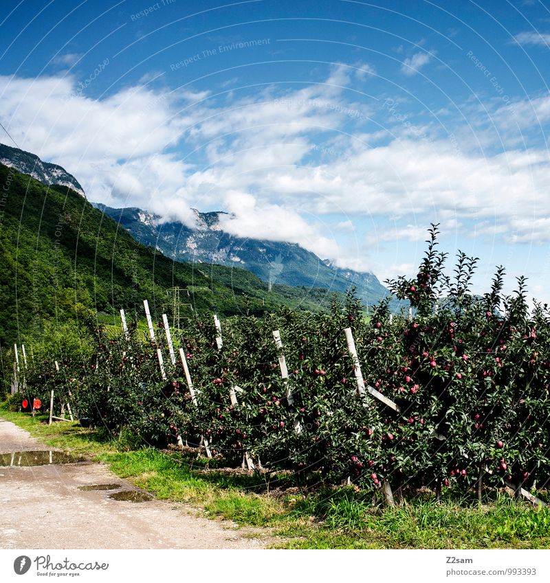 Südtiroler Äpfel Natur Landschaft Himmel Wolken Sommer Schönes Wetter Baum Sträucher Alpen Berge u. Gebirge Gipfel ästhetisch Gesundheit nachhaltig natürlich