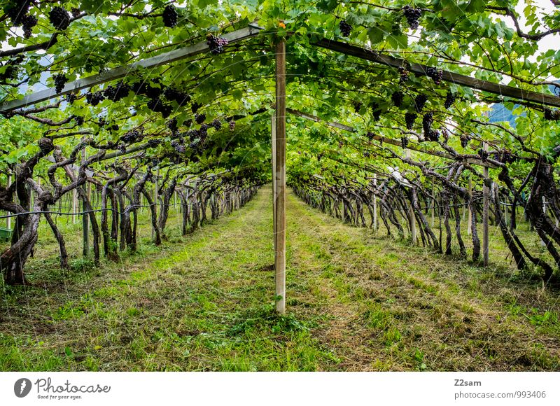 Vino Wein Umwelt Natur Landschaft Sommer Pflanze Sträucher Grünpflanze frisch Gesundheit nachhaltig natürlich saftig Erholung Idylle Symmetrie Kalterer See