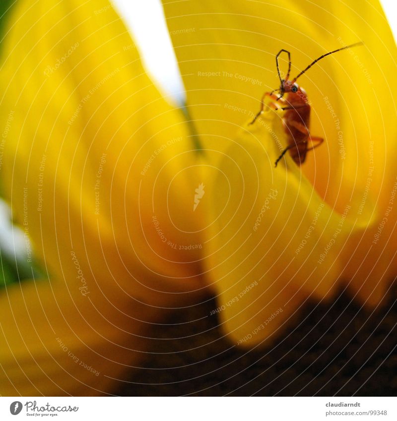 Schöne Aussichten Blume Sonnenblume Insekt Fühler gelb Physik Orientierung krabbeln Suche Richtung Unschärfe Wachsamkeit Kontrolle Wächter Späher Gipfel Blüte