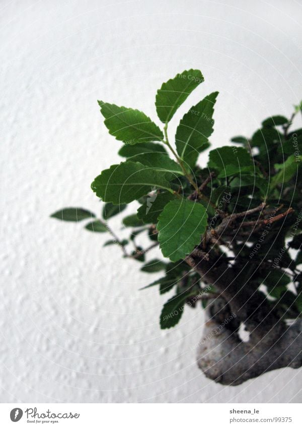 Bonsai schön Leben Sommer Dekoration & Verzierung Kunst Natur Pflanze Erde Baum Blatt Grünpflanze grün Kraft Zimmerpflanze Süden Zen Japan sehr wenige
