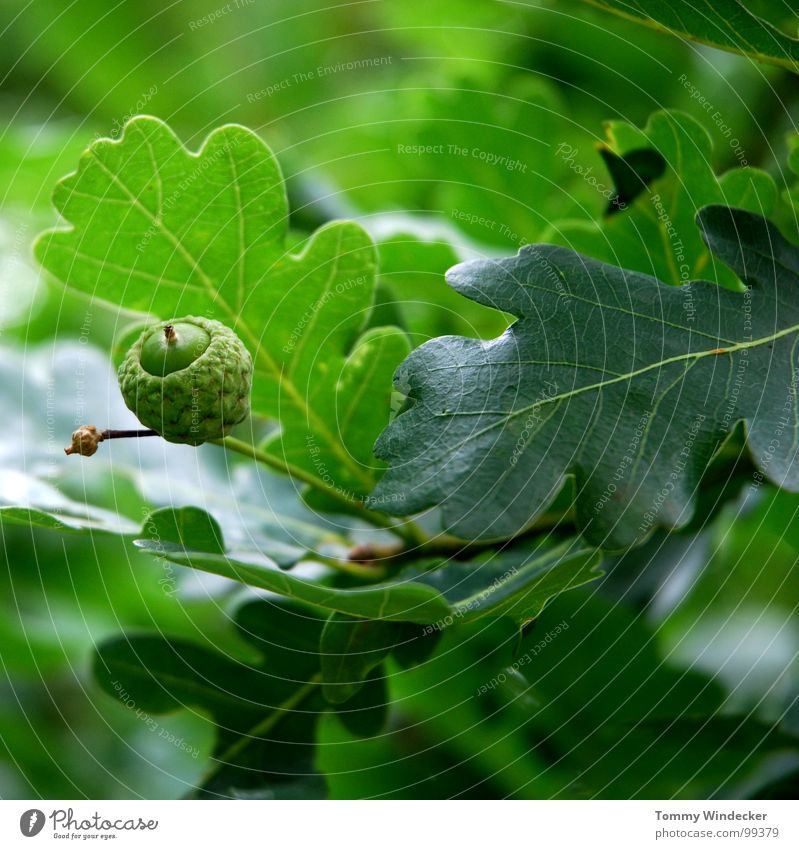 Eiche rustikal Baum Blatt Baumstamm geschmeidig weich mürbe Erneuerung innovativ Renaissance Frühling Sommer grün Grünstich braun Plage Waldsterben Reifezeit