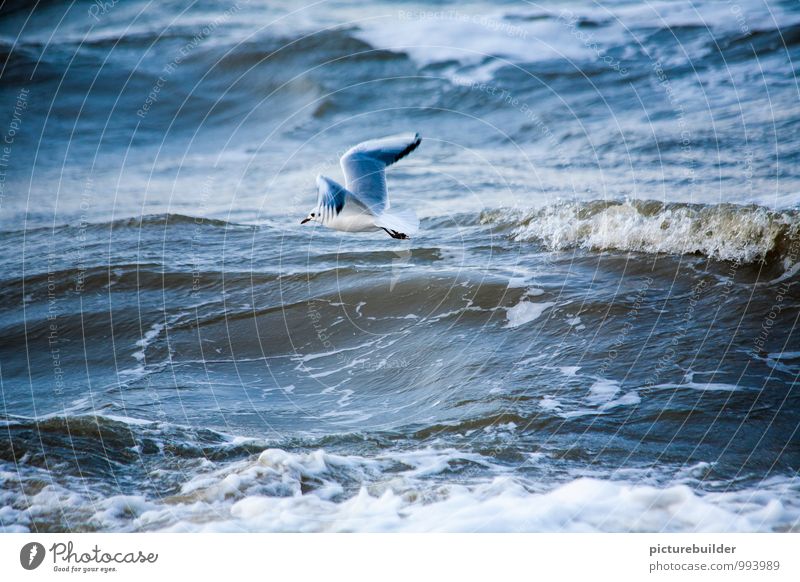 Im Wind Tourismus Strand Meer Wellen Natur Urelemente Wasser Küste Nordsee Möwe 1 Tier beobachten fliegen Ausdauer Farbfoto Außenaufnahme Textfreiraum oben