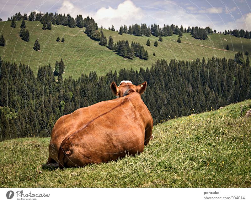 hüttengaudi | ich hab rücken Natur Landschaft Himmel Wolken Sommer Schönes Wetter Wiese Alpen Tier Nutztier 1 Zeichen genießen liegen Blick Wärme feminin