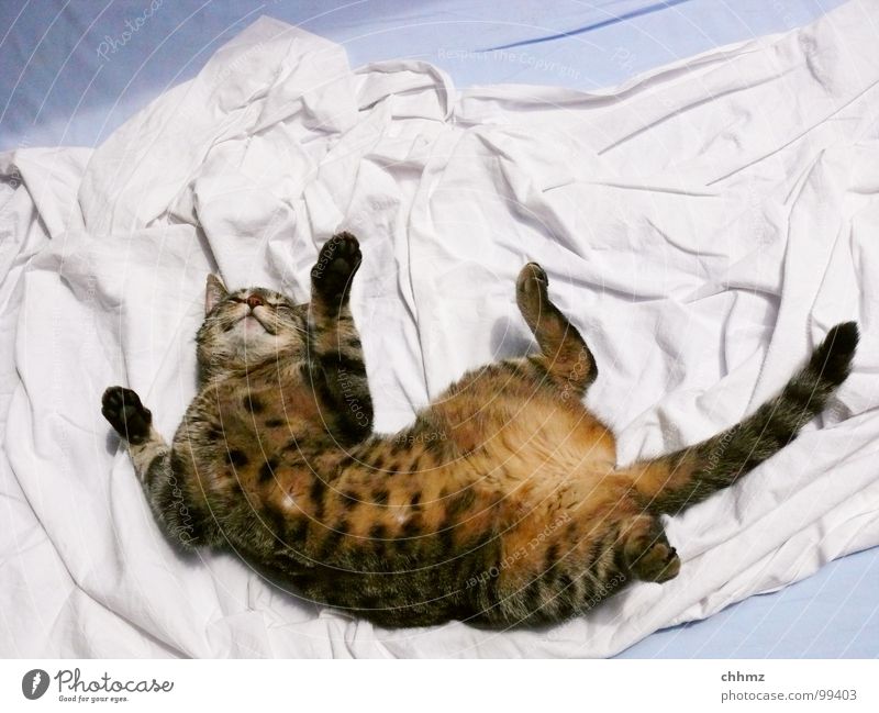 ... Erbse Katze räkeln gemütlich Wohlgefühl Fell Pfote Bett Hauskatze Krallen freizügig Vertrauen Schwanz Kreis Säugetier Möbel Bauch Bettlaken Falte