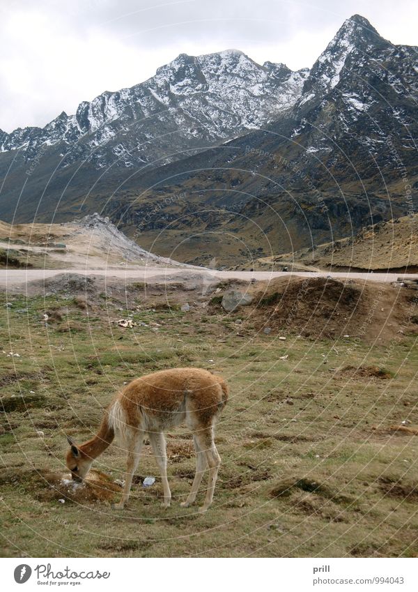 Huancayo Berge u. Gebirge Natur Pflanze Wolken Gras Hügel Gletscher Schlucht Nutztier 1 Tier Stein Fressen kalt huancayo Anden Lama guanaco Peru Südamerika