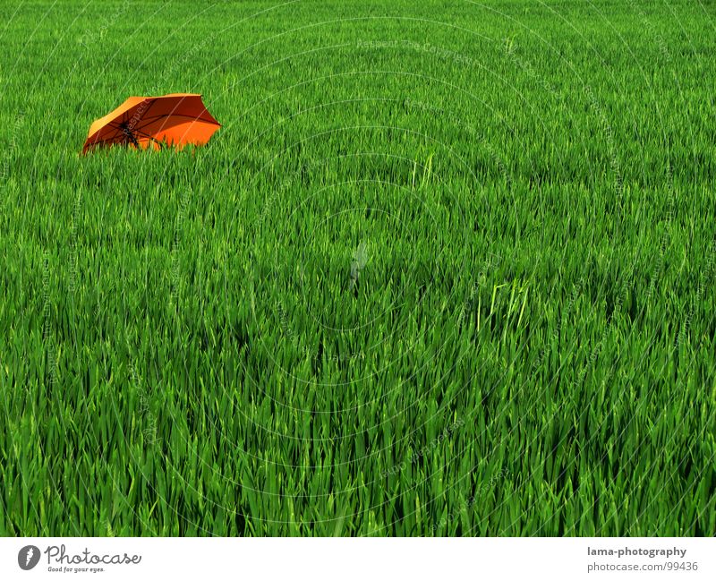 In die Ecke gedrängt Cloppenburg Regenschirm Sonnenschirm Unwetter Wolken Gras Halm Wiese Sommer Feld grün Frühling ruhig Einsamkeit Erholung Sonnenbad