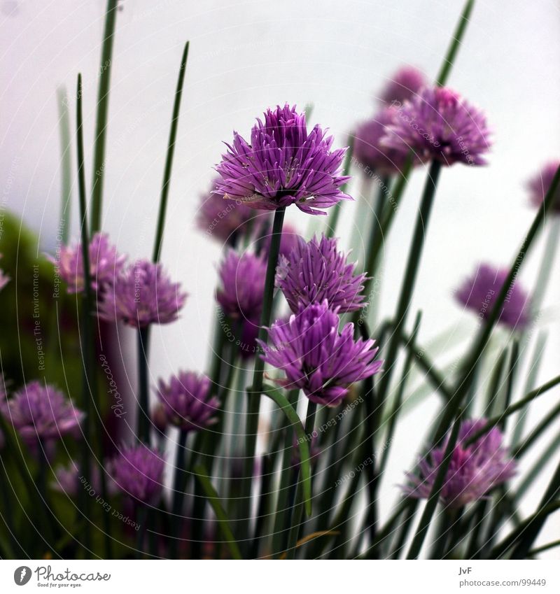 [schnittlauch] Schnittlauch Kräuter & Gewürze violett grün Wachstum Blume mehrfarbig Frühling flower Ernährung Blühend herbs