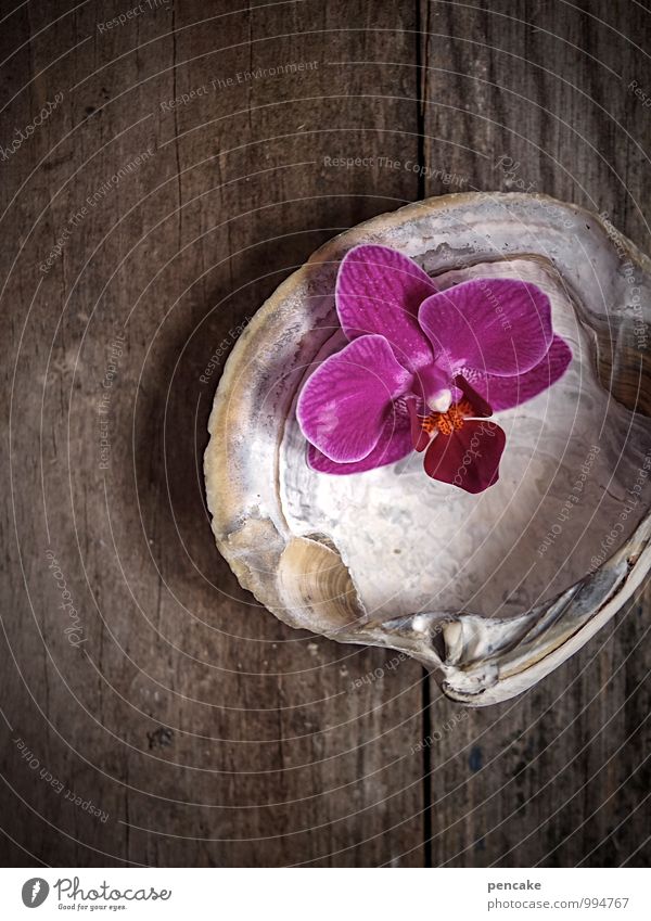 badetag exotisch schön Körperpflege Natur Frühling Zeichen ästhetisch authentisch Duft feminin rosa Design Wellness Orchideenblüte Auster Muschelschale