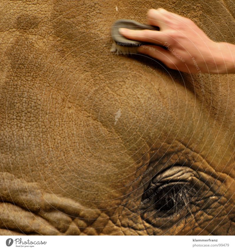 Neue Frisur Elefant langhaarig Tiergarten grau Wäsche Wimpern Augenbraue Dienstleistungsgewerbe Handwerk Reinigen Schloss Schönbrunn Wien Zoo Afrika beim