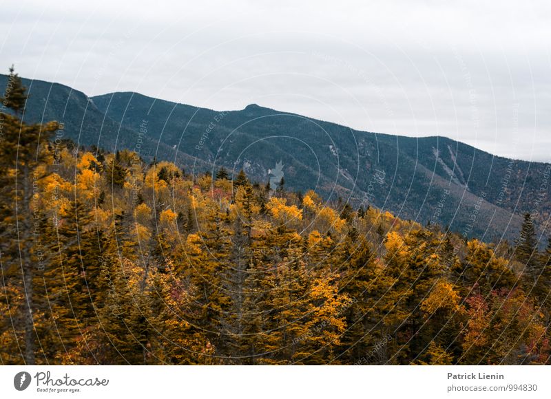 Herbstfärbung in den White Mountains harmonisch Wohlgefühl Zufriedenheit Sinnesorgane Erholung ruhig Tourismus Ausflug Abenteuer Ferne Freiheit Expedition