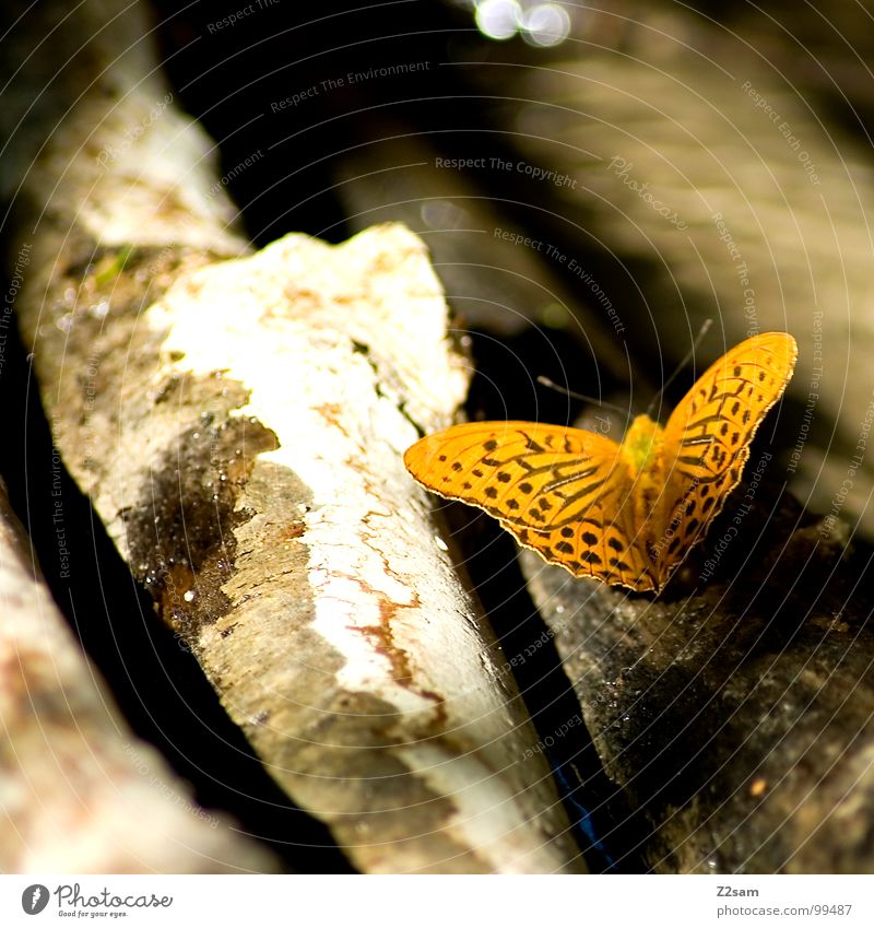 butterfly Schmetterling gepunktet gelb Tier Holz Fühler Unschärfe dunkel Licht Sommer fliegen Flügel mehrfarbig Natur kleintier Baumstamm