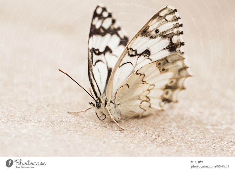 Ein Schmetterling im Sand Umwelt Natur Tier Wildtier 1 weiß schön ruhig Einsamkeit Erschöpfung Zufriedenheit einzigartig elegant Erholung Frieden Leben warten