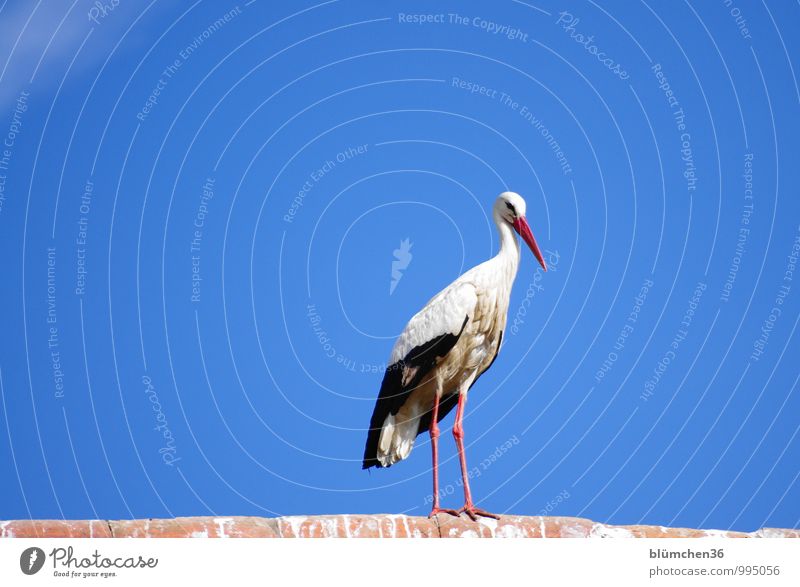 Auf dem Beobachtungsposten Tier Nutztier Vogel Storch Weißstorch Schreitvögel Zugvogel Federvieh beobachten Blick ästhetisch elegant schön natürlich