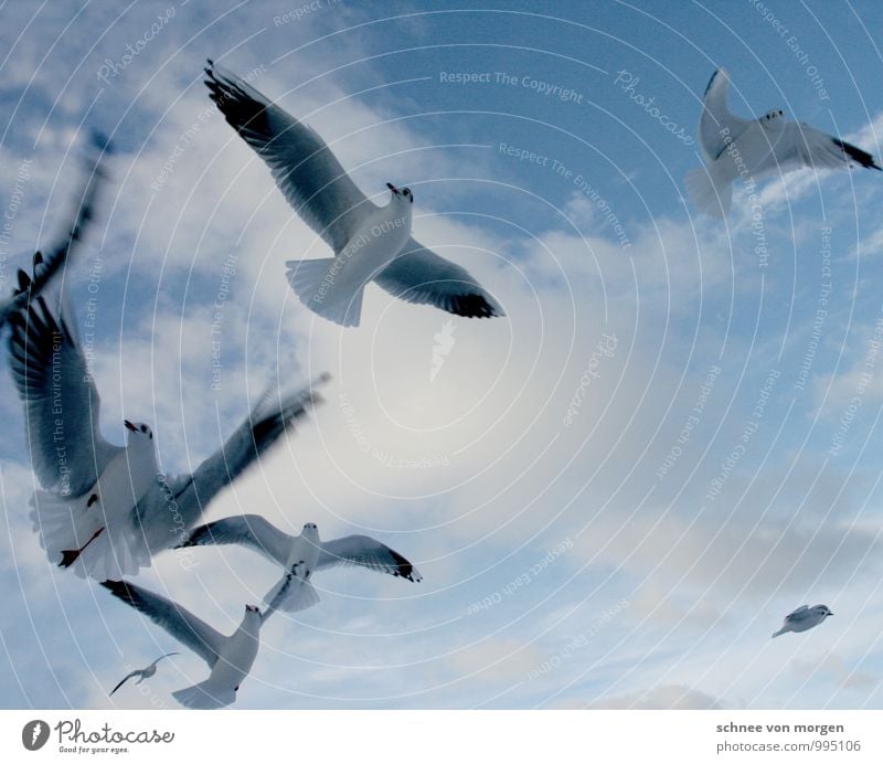 flügelschlag Erholung ruhig Umwelt Natur Himmel Wolken Sommer Wind Küste Nordsee Meer Tier Vogel Flügel Tiergruppe genießen träumen blau weiß Gelassenheit "meer