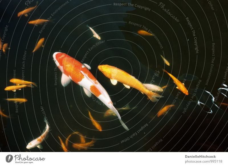Koi-Teich Tier Haustier Fisch Aquarium ästhetisch exotisch schön mehrfarbig orange Goldfisch Badesee leuchtende Farben Gelassenheit Wasser 35 Millimeter Film