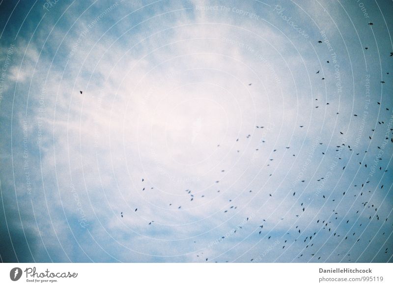 Vögel am Himmel Natur Luft Wolken Sommer Tier Vogel Flügel Schwarm schön Freiheit Flugtier Höhe verträumt Tagtraum 35 Millimeter Film Farbfoto Außenaufnahme