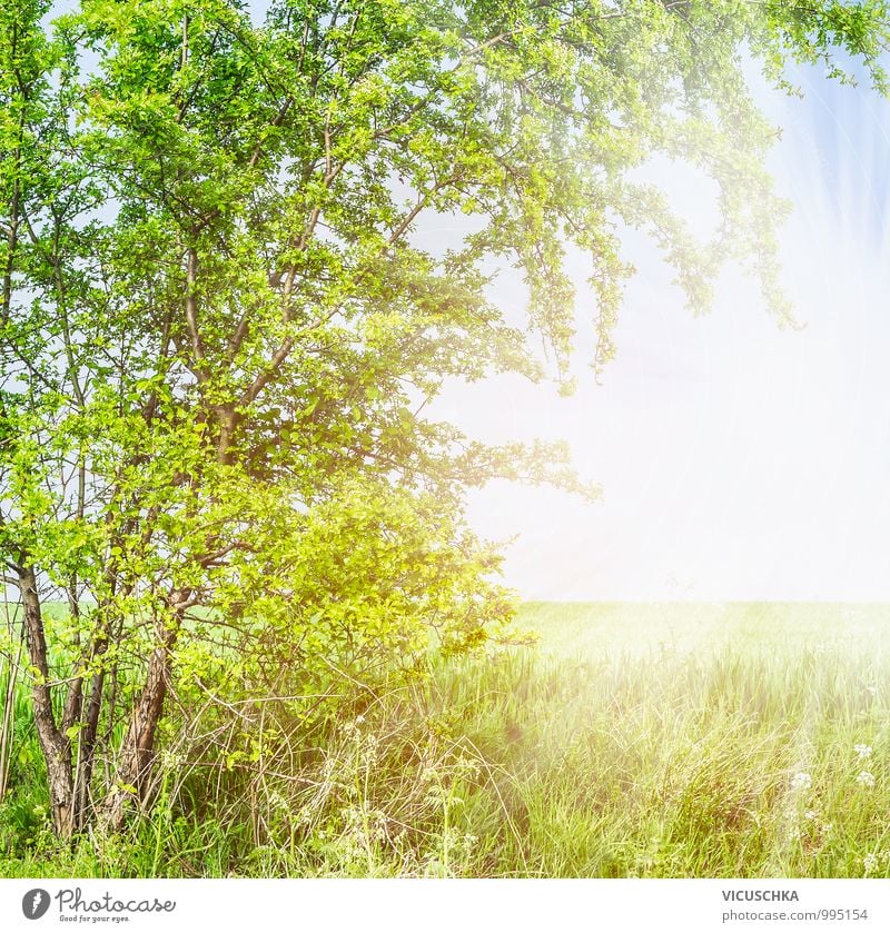 Frühling Sommer Hintergrund mit Weißdorn und Feld Lifestyle Design Garten Natur Pflanze Blatt Park springen Hintergrundbild Frühlingsgefühle Weissdorn Hagedorn