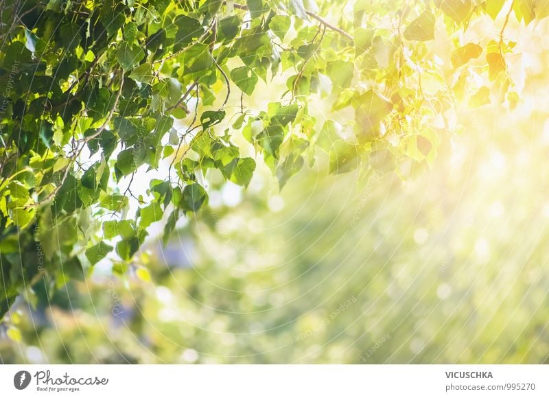 Frühling Sommer Hintergrund mit grünen Blättern Design Garten Natur Pflanze Sonnenlicht Schönes Wetter Baum Park Wald Blatt Zweig Unschärfe strahlend Ecke