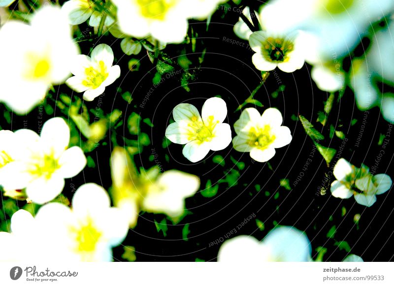 Blumenfest Blumenstrauß grün gelb weiß Sommer Wiese träumen Außenaufnahme Freude Glück Makroaufnahme