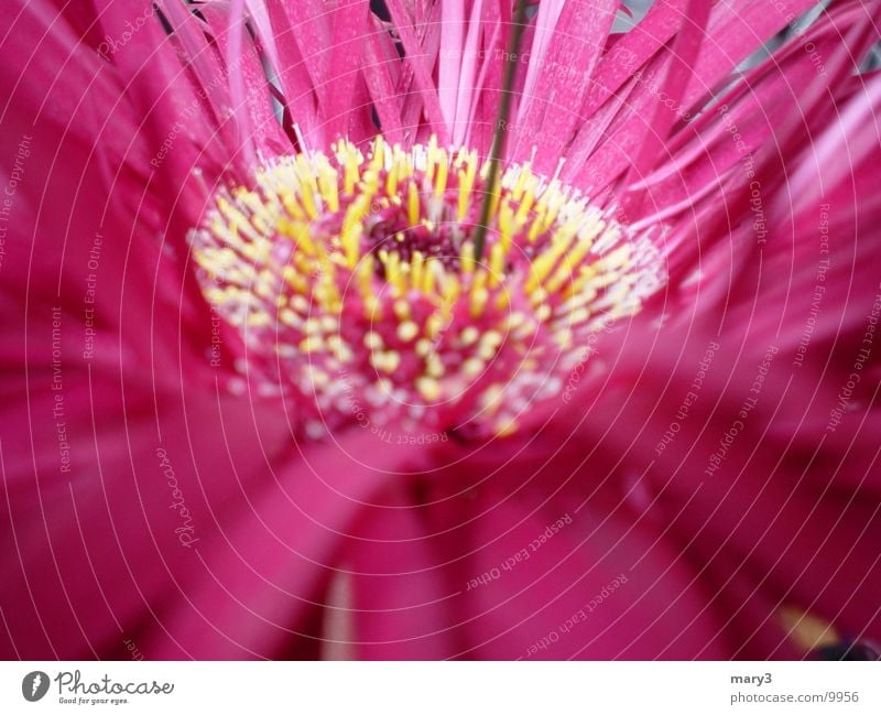 Gerbera pink Blume Blüte rosa Blatt Pflanze