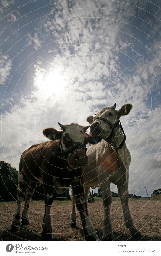 Cows'n'Clouds Kuh Kalb Wolken Gegenlicht Milcherzeugnisse Säugetier Weide Himmel Calves Field Heaven Backlight